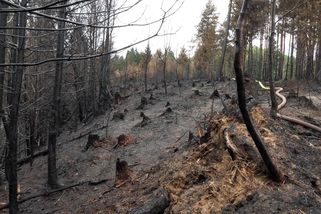 Za požárem v Českém Švýcarsku je lidské jednání. Šíření ohně může zabránit pestřejší les - Novinky